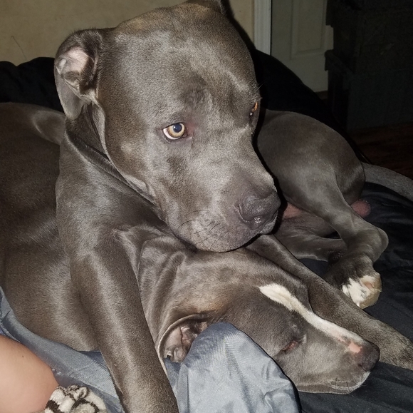 Meet your Posher, Brittany - Picture 4 of 9